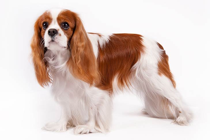 Cavalier King Charles Spaniel