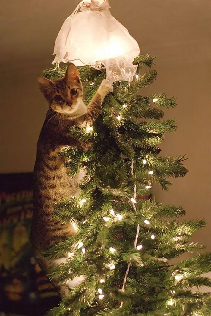 Pets who are already over Christmas