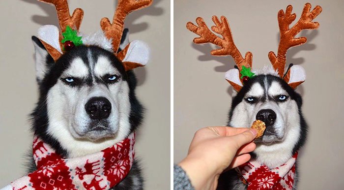 Pets who are already over Christmas