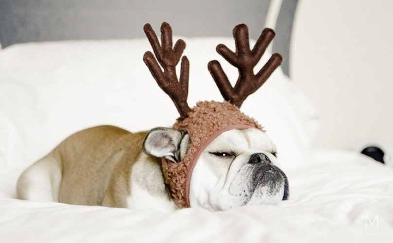 Pets who are already over Christmas