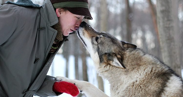 Wolf Sanctuary 