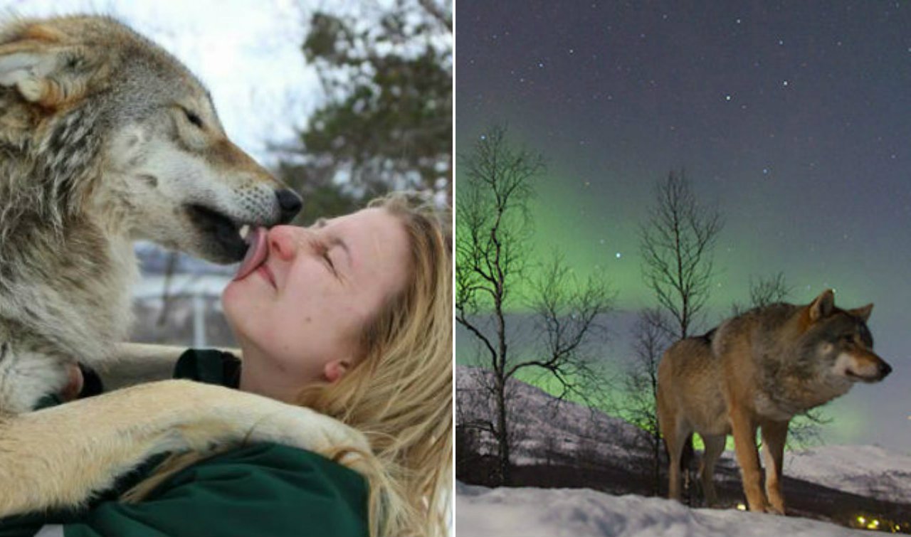 This Wolf Sanctuary In Norway Lets You Cuddle With Wolves