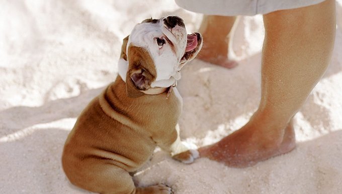 what does it mean when a dog sits on your feet