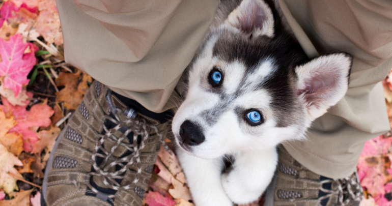 why dogs sit on your feet