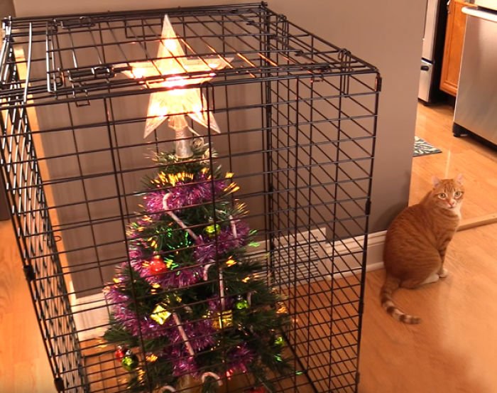 animal owner protecting christmas tree 