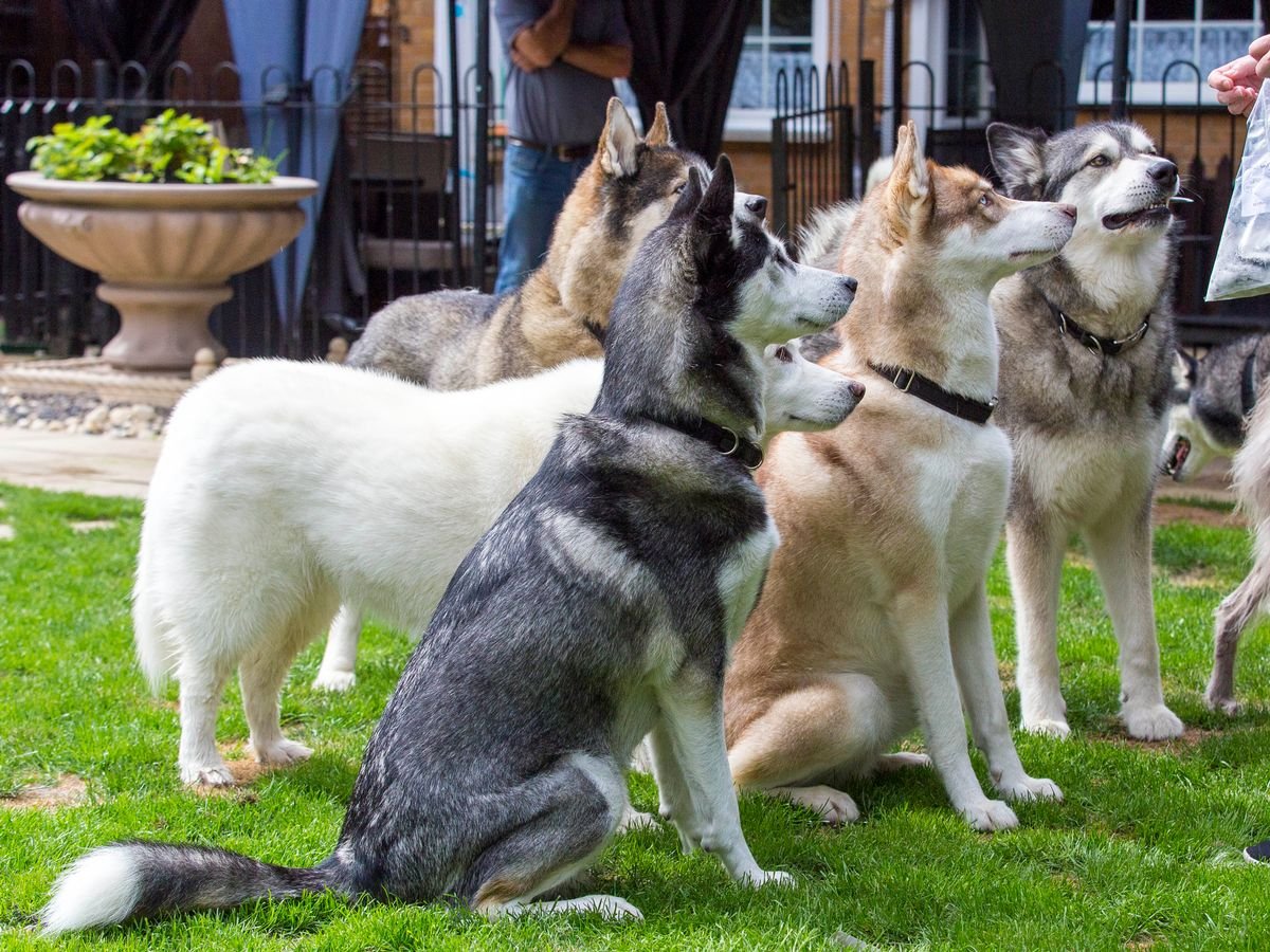 canine human relationship 