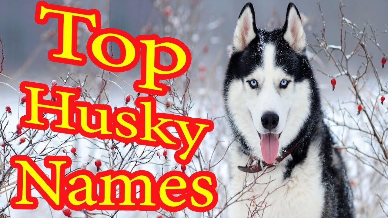 top husky names