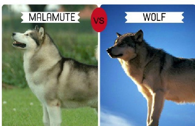 Alaskan Malamute - Wolf-Like Dog Breeds 