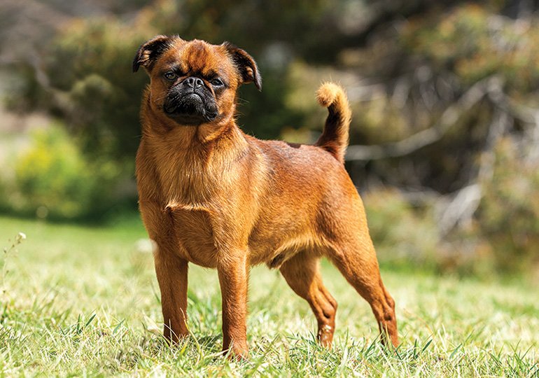 dog breeds that need the most attention