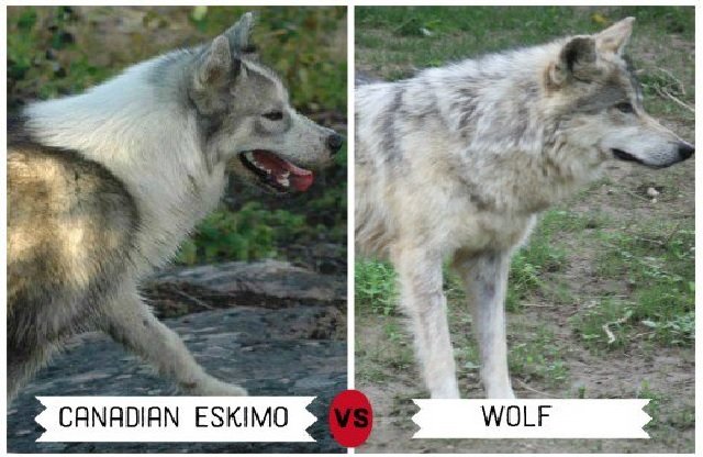 Canadian Eskimo Dog - Dogs that Look Like Wolves