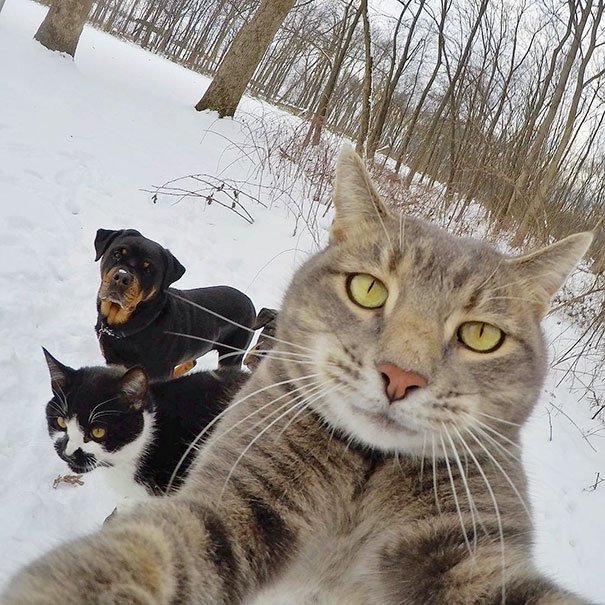 Animals Taking Selfies