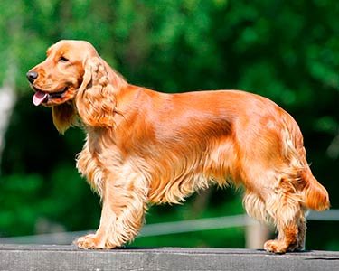 Cocker Spaniel - Dog Breeds That Need The Most Attention