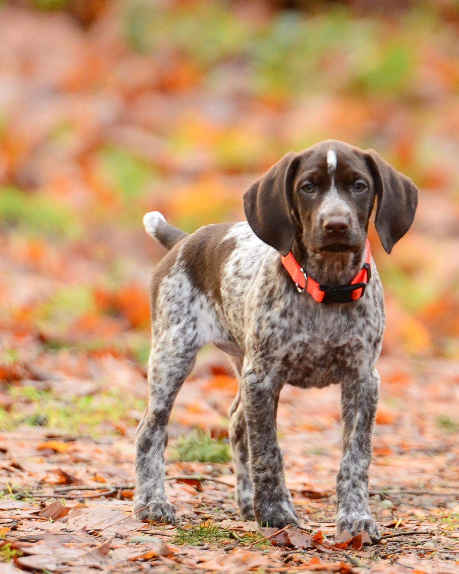 German Shorthaired Pointer