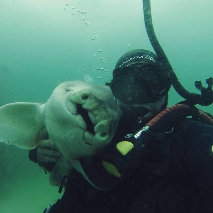 Anderson Dives Gets Cuddles From His Shark 