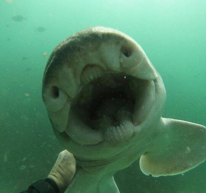 Anderson Dives Gets Cuddles From His Shark 