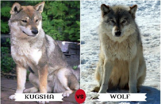 Kugsha and wolf