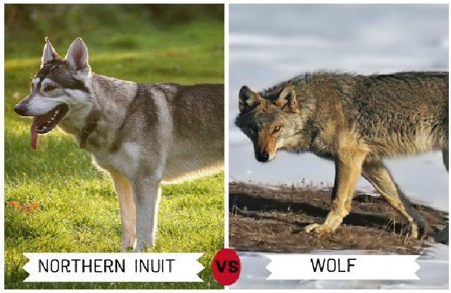 Northern Inuit Dog - Dogs that Look Like Wolves