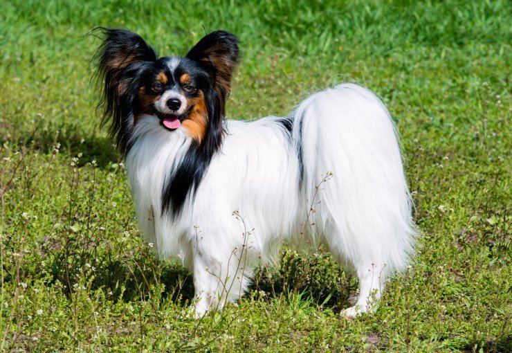 small dog breeds with long hair