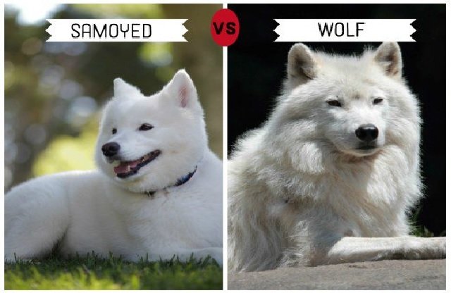 which dogs are closely related to wolves