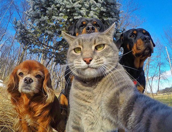 Animals Taking Selfies