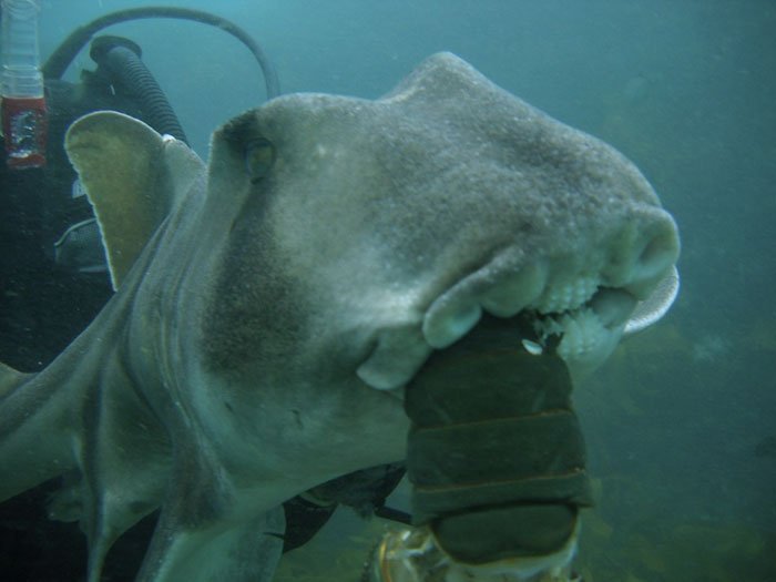 Anderson Dives Gets Cuddles From His Shark 