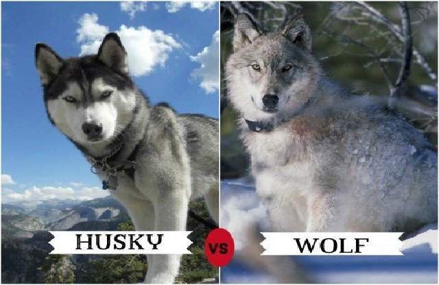 dog breeds similar to wolves