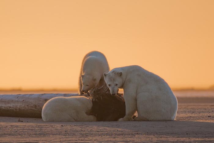 Woman Travels To Alaska To Photograph Polar Bears