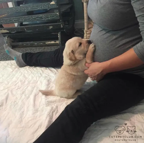 This tiny pup who can't wait to meet their tiny human sibling