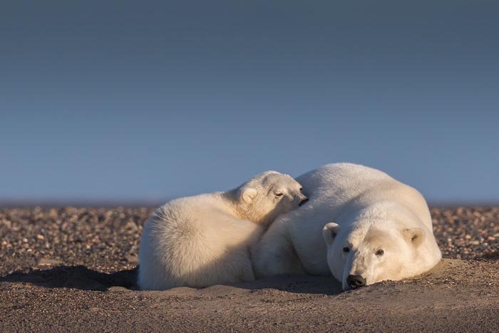 Her pictures are said to reflect the dire effects of global warming