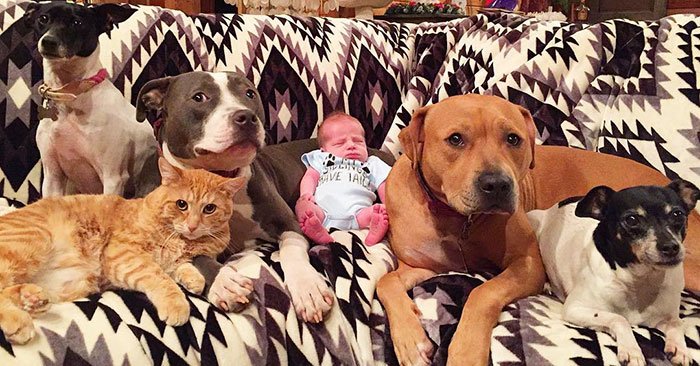 Family Of Pets Are Totally In Love With Their Baby Brother