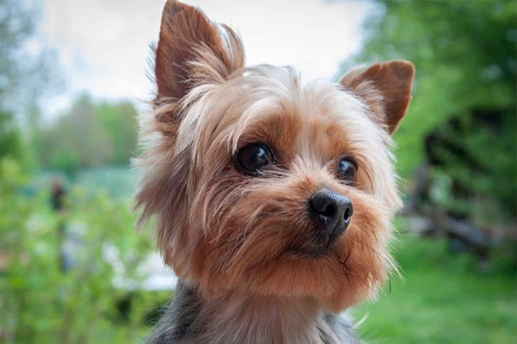 Yorkshire Terrier - Small dog breeds