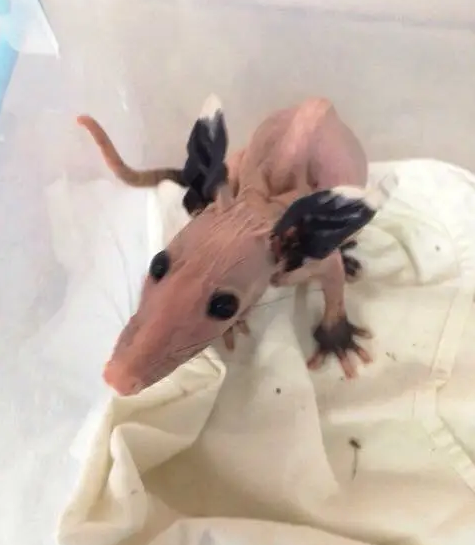 here's a hairless RAT