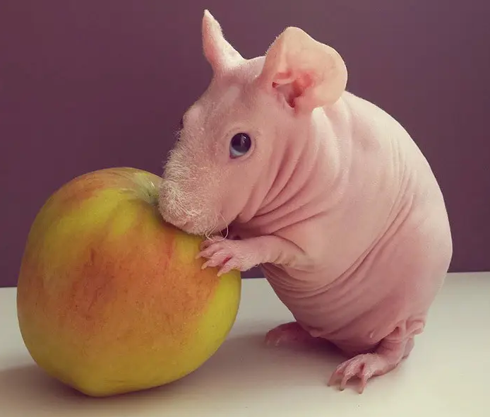 hairless guinea pig