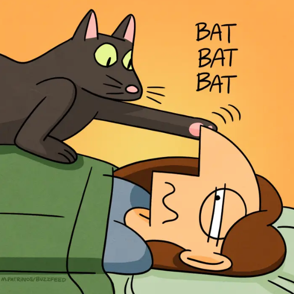 cat is An alarm clock
