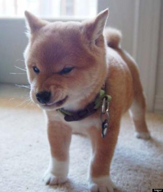 Angriest Animals You Will Ever See