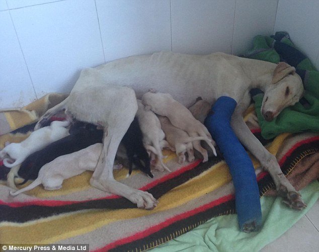 Dog With Broken Leg Leads Vets Two Miles To Her Puppies