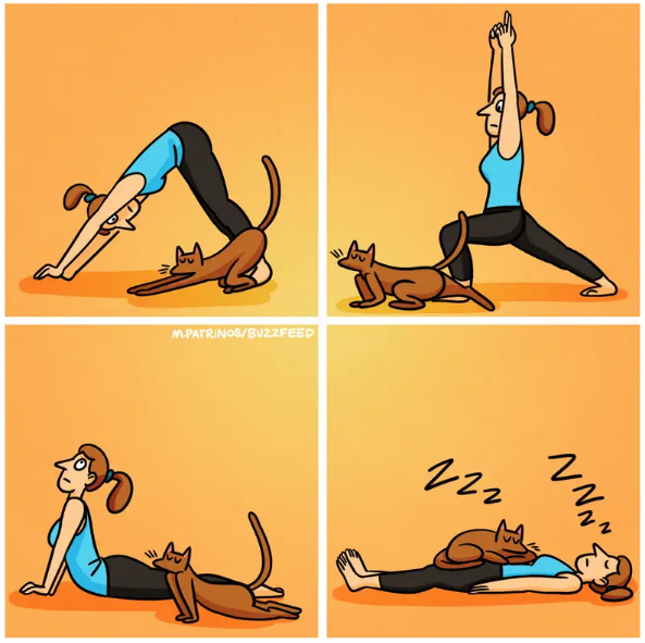 My Cat is my Yoga inspiration