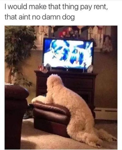 dog memes