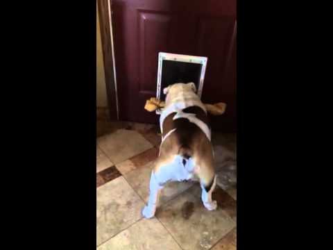 This Bulldog Can’t Get His Bone Through The Door, But Comes Up With A Genius Solution This Bulldog Can’t Get His Bone Through The Door, But Comes Up With A Genius Solution