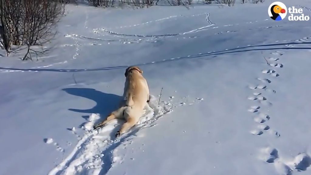 dog loves frozen snow