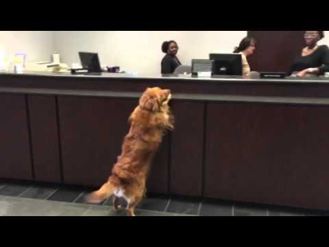 This Dog Went Up To A Bank Teller And Made The Cutest Withdrawal Ever This Dog Went Up To A Bank Teller And Made The Cutest Withdrawal Ever