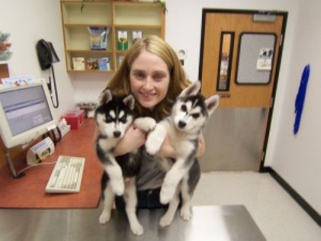 Vet time - husky health