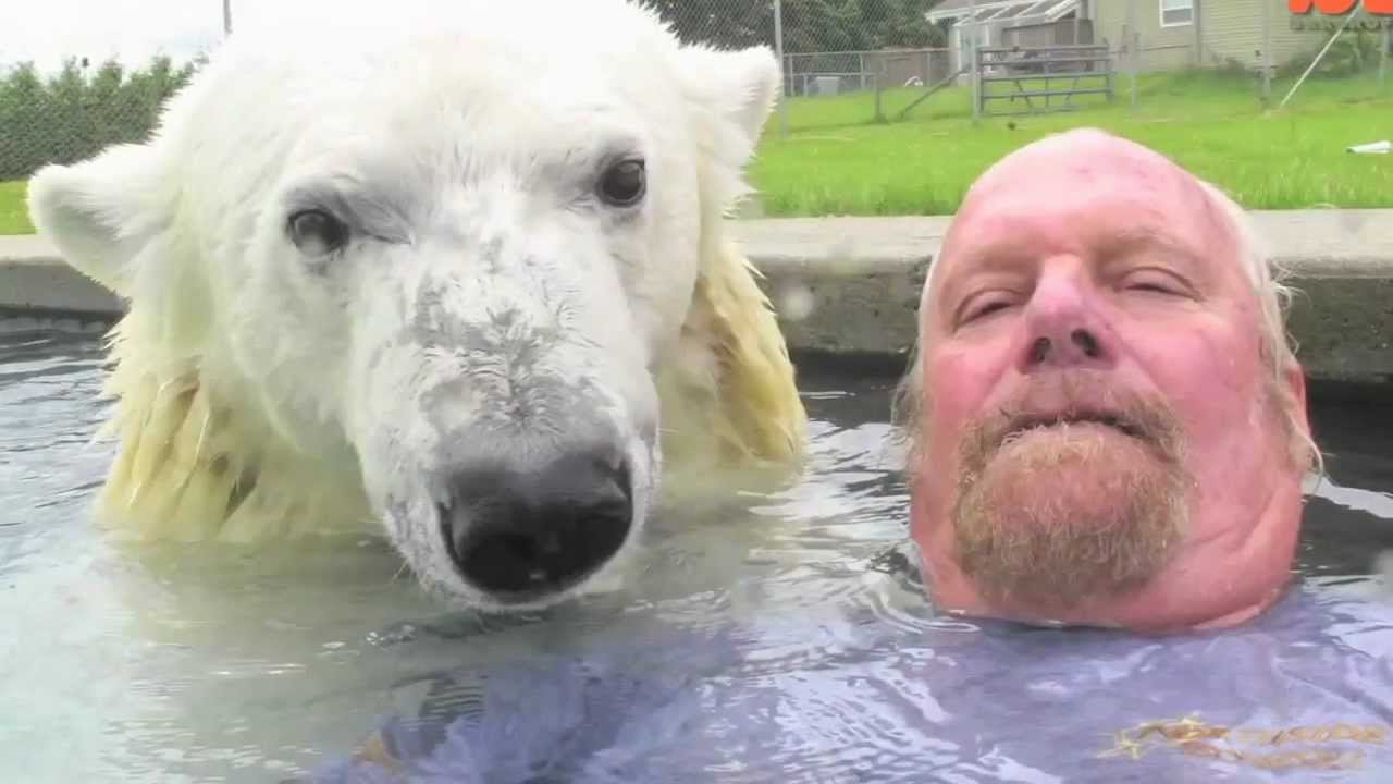 Man swim with Polar Bear