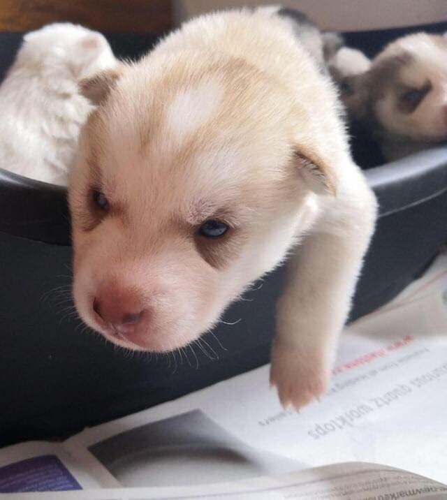 Adorable husky puppy 