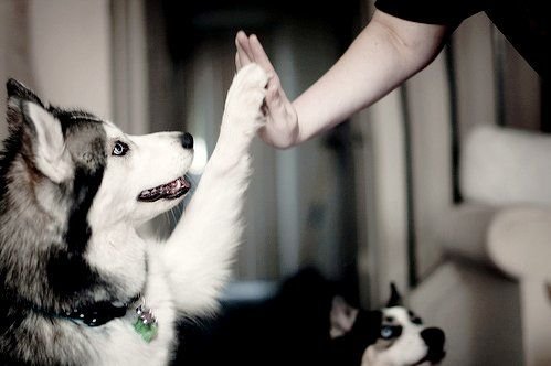 Smart Dogs - Smart Husky - Husky Give Paw