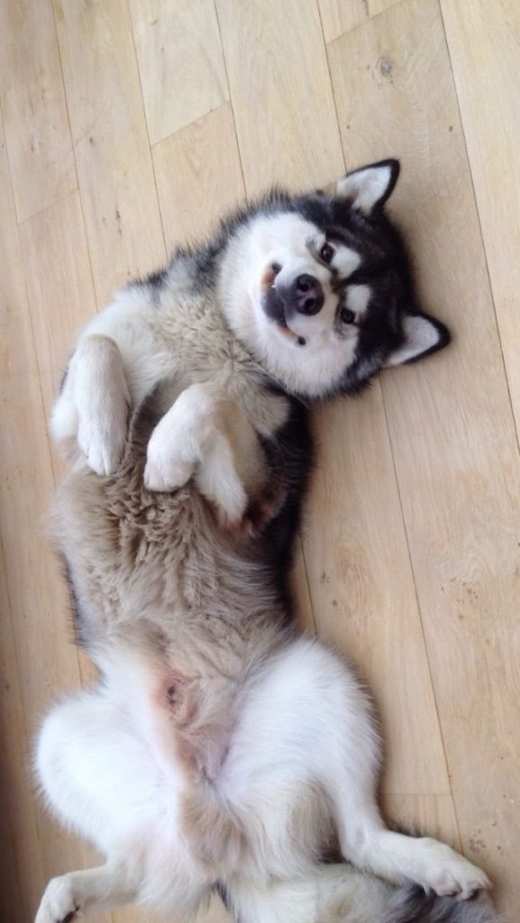 husky showing undying love