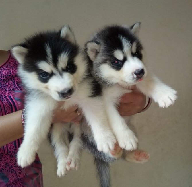 Husky puppies so lovely 