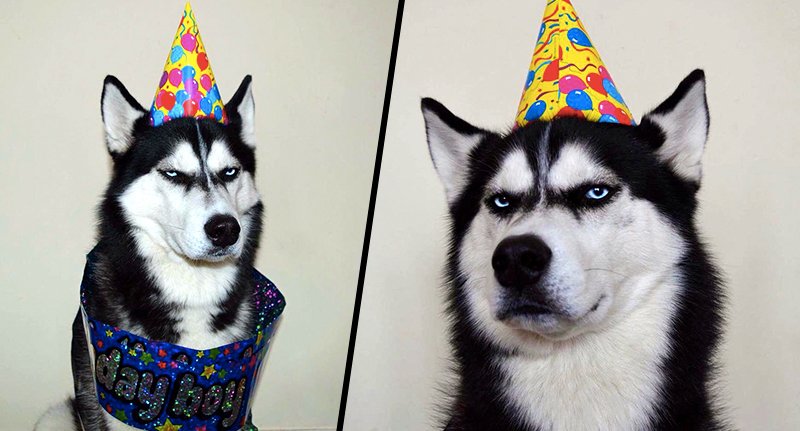 Signs Your Husky  is Actually Your “Baby”