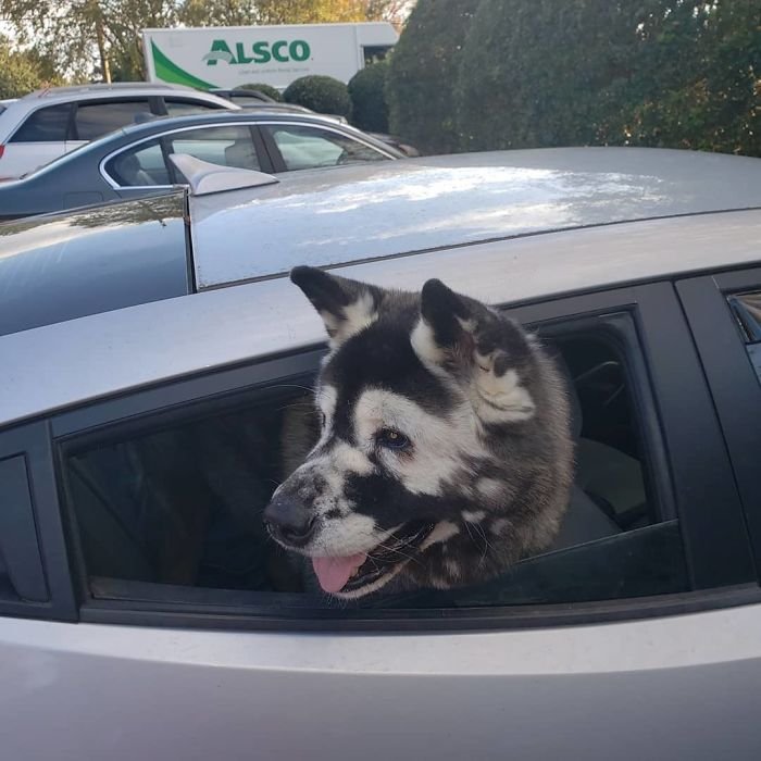 dog owners taking ride to their dogs