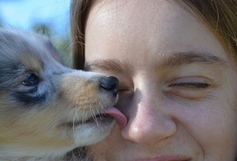 10 signs that your dog loves you - Licking
